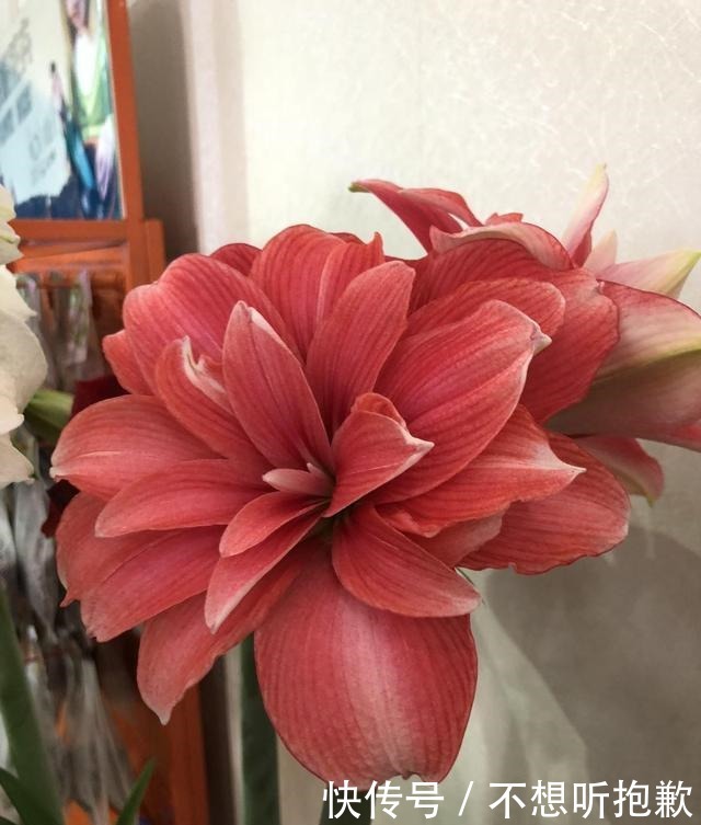 天气冷了,这3种花不要着急搬到室内,越冷长得越好!