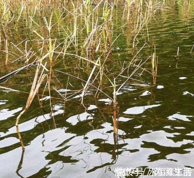 别再抢老钓位了，“秋老虎”鱼儿都藏在这，选这垂钓事半功倍