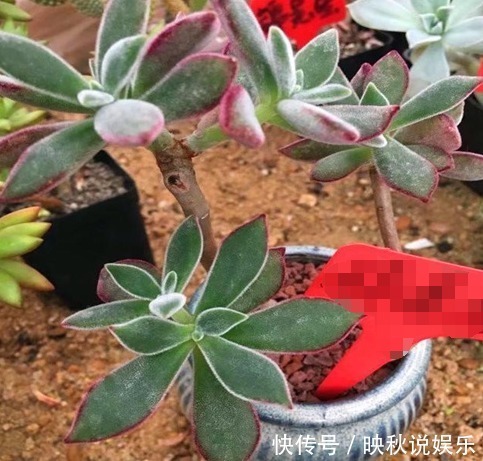 农场|农场大叔的一个小妙招,多肉种在“这”上面,3个月都不用浇水!