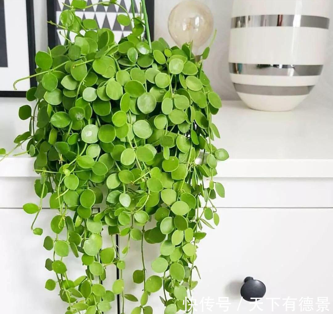 贵气|7种“有钱花”,贵气又大气,招财又旺财,人见人爱