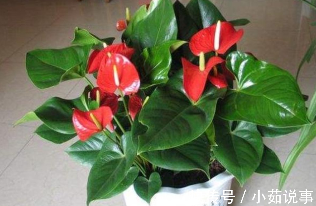 肥料|养花最容易犯的“5个错”,只要不改正,养一盆死一盆,赶紧调整