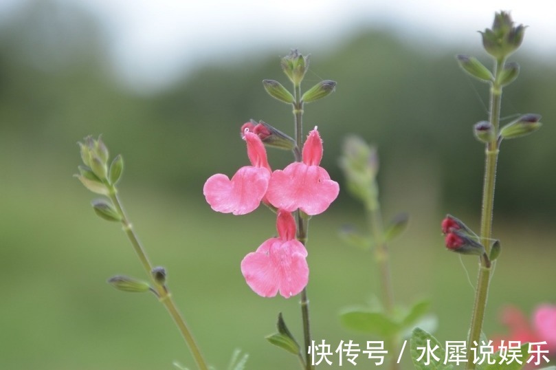 福气|有福不会享的三生肖女，钱再多也舍不得花，总是把钱花在家人身上