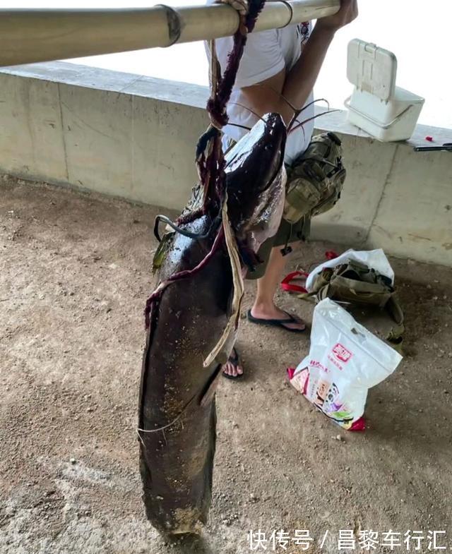 鱼王？东莞石马河“巨型胡子鲶”被钓起，钓友：再大，也不敢吃