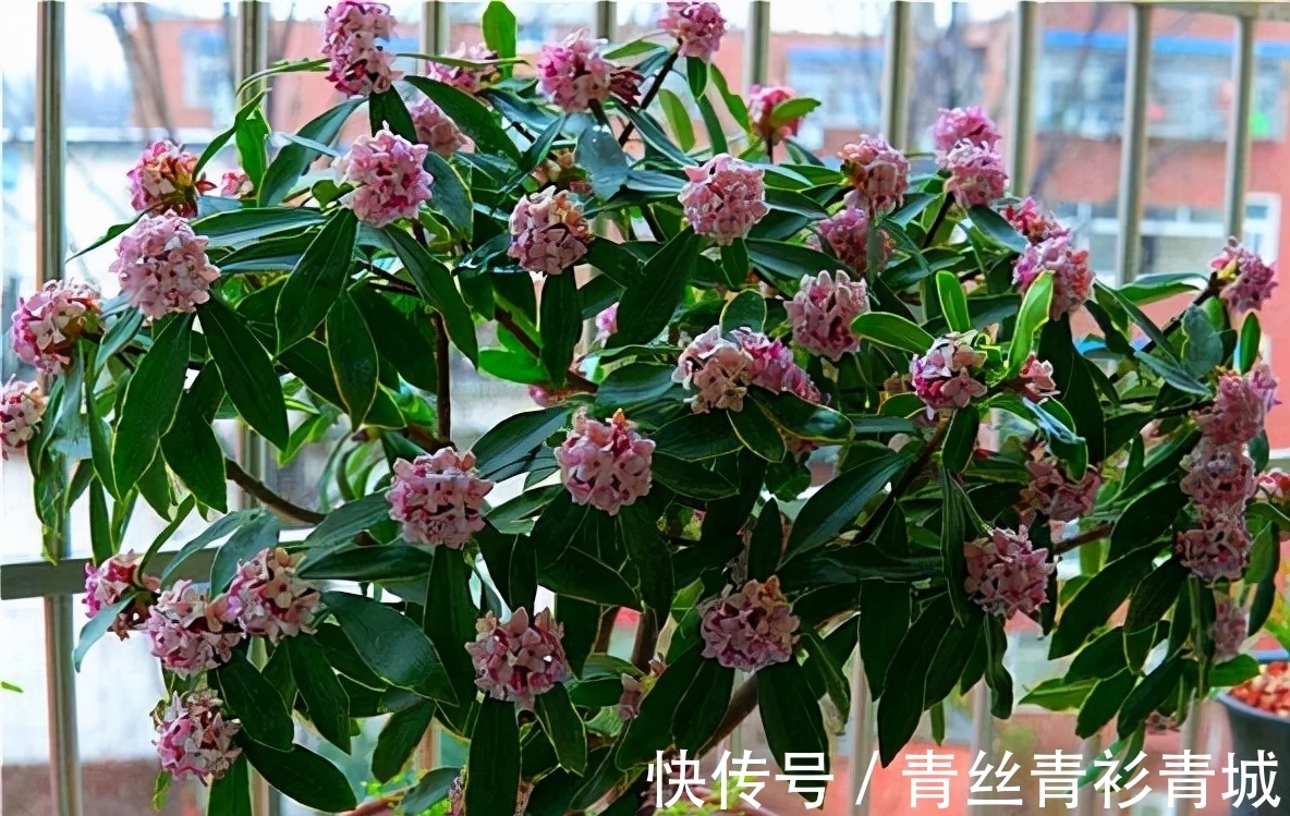 金边瑞香“越冷”开花越香浓,冬天做好4件事,满盆都是吉祥花