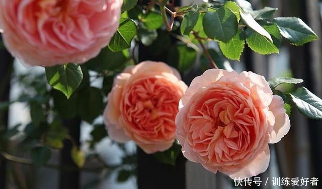 院子里种了13棵藤本月季,各有优缺点,到底哪种好!