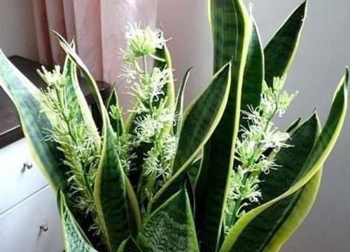 4种花是爆盆“能手”，特别适合客厅养一盆，漂亮上档次