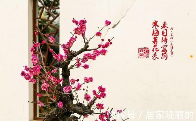 天气变冷，14种花别急着搬到室内，否则不开花或者开花少