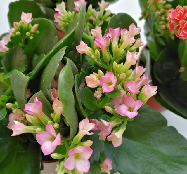 月季花养出好状态，只看叶子就行了，专家教你爆盆妙招，简单易学