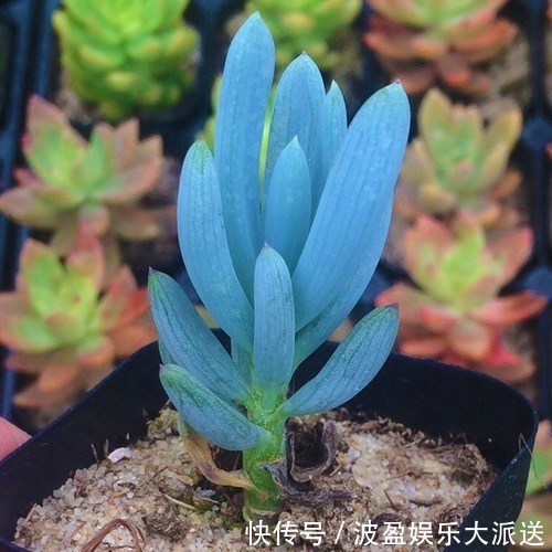 彩虹色的多肉你见过吗,阳台这么一摆,邻居嫉妒的想出大价钱买!