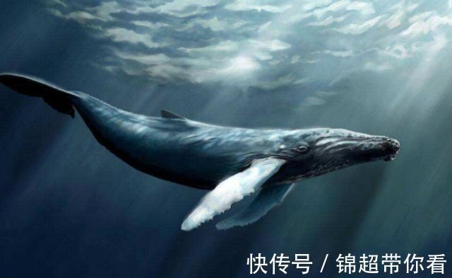 志向|斗罗大陆:白沉香“志向”很“远大”?“鲲鹏”和“雷鸟”是答案