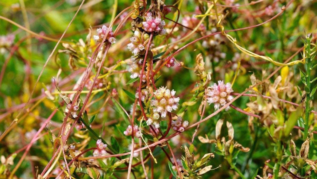 有没有一味中药可以补心肝脾肺肾五脏这个“没妈的孩子”就可以