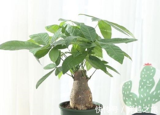 客厅养花别乱养,3种花最合适,最后一种镇宅、聚财又养人!