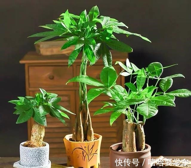 这10种花，冬天必须虐着养，断水又断肥，才能安全过冬！