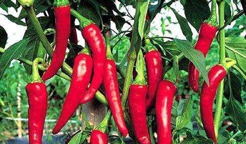 懂得|45岁后,懂得吃很重要!建议:早餐“三忌口”、晚餐“四不要”!