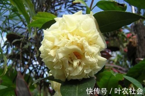 此花是中国传统名花，颜值不输牡丹月季，是家庭盆栽佳品！