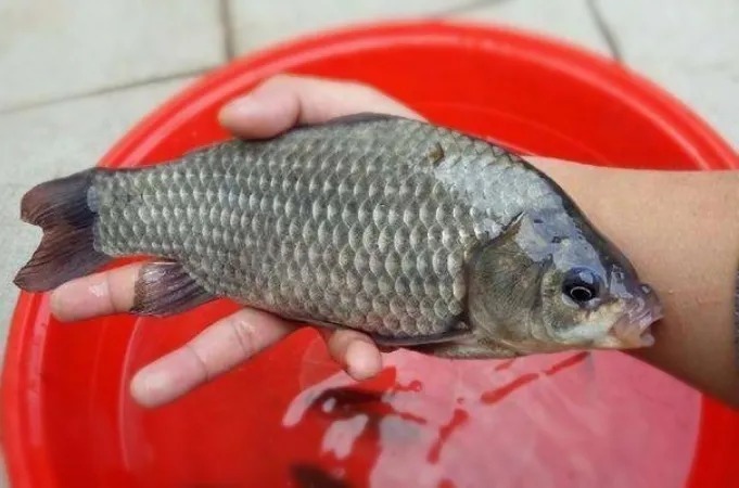 蓝鲫饵,直接开大错特错,只要多加“它”,大板鲫钓了一尾又一尾