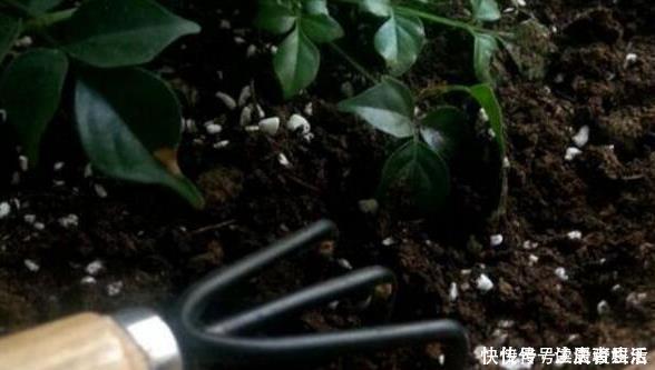 营养|盆土太硬了?用它泡一泡,浸盆浇,土壤透气有营养,还养根