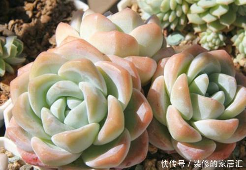 火狐狸|4种高颜值多肉，在家养一盆，好像艺术品，花友：后悔没早点养！