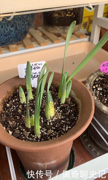 养水仙水培土培都可以，但是不能水土混养，容易烂球