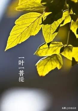  一字小诗/一花一世界，一叶一菩提