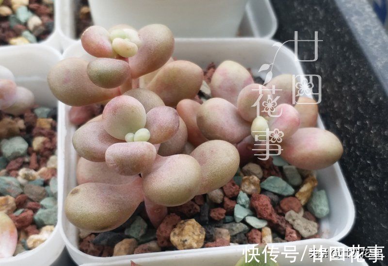 多肉“控养”有前提，“3要4不”别做反，错了变瘦，对了肥美