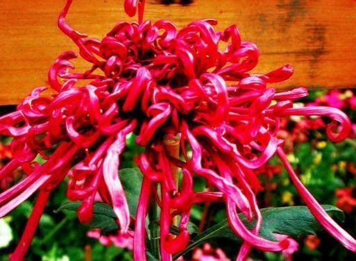 新手养花，不如养盆花中精品“一枝浓艳”，娇红嫩绿，灿烂优雅