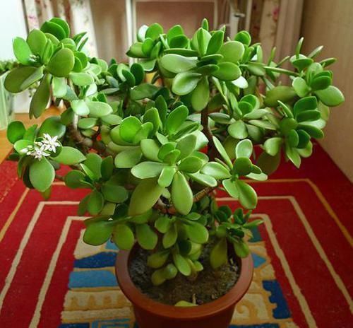 “招财”的2种花,客厅养1盆,养的越久越值钱,当传家宝都行