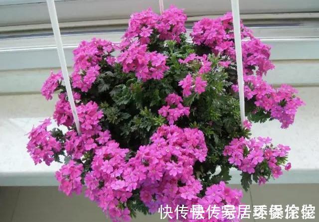 家里这些花卉吊起来养,既增加了观赏价值,又节省了养殖空间