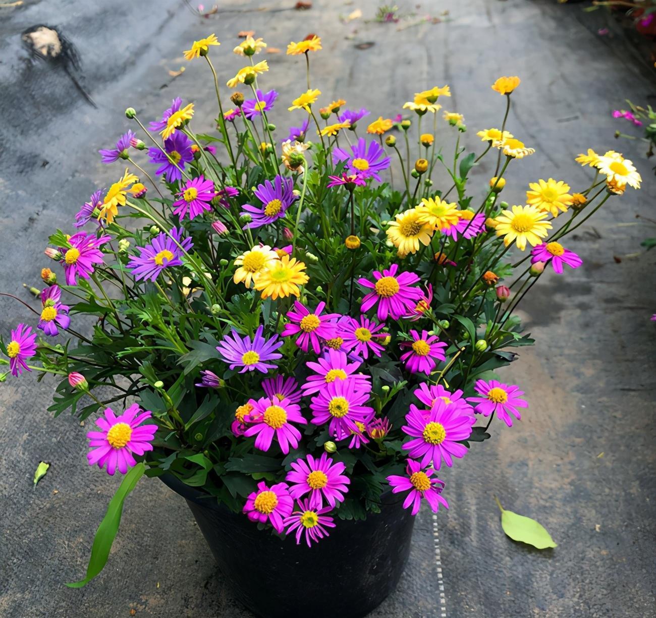 6种易爆盆的花,有哪些妙招,养护过程要注意什么?