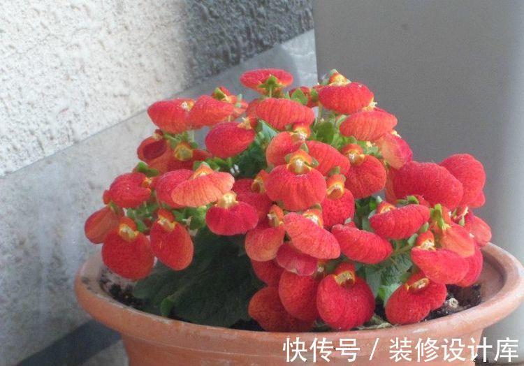 养花|农历7月12日开始,养花养个耐看的,开花勤爱爆盆,绚丽夺目