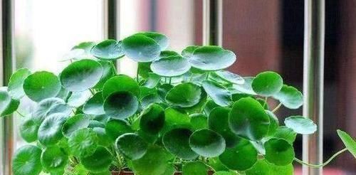 龙骨花|有钱人爱养这3种花,养家里镇宅、去煞又聚财,赶紧回家养一盆