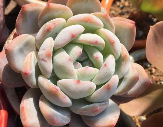 办公室养护多肉植物,学好3个养护要点,轻松把多肉养好!