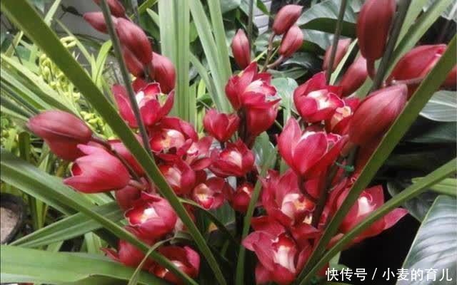 寒冬腊月，8种花开得正旺，春节养在家里春意盎然好喜庆