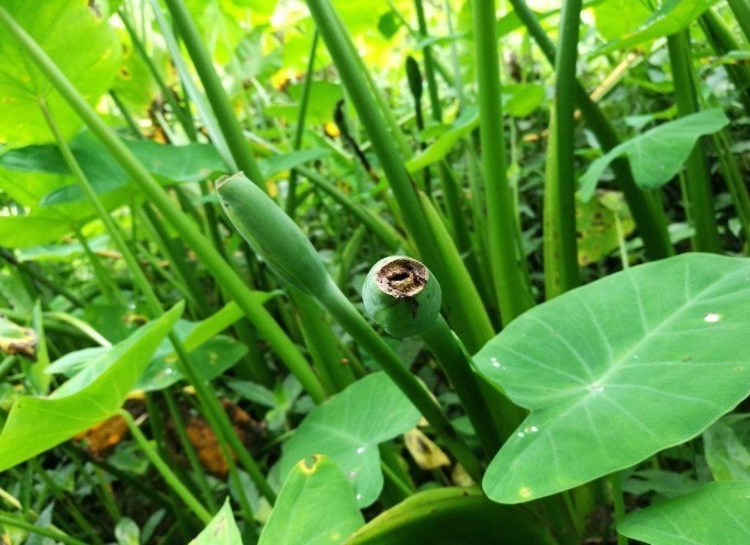 消肿止痛|立秋时节，不容错过此野菜，能解毒，消肿止痛，吃到就是捡到宝