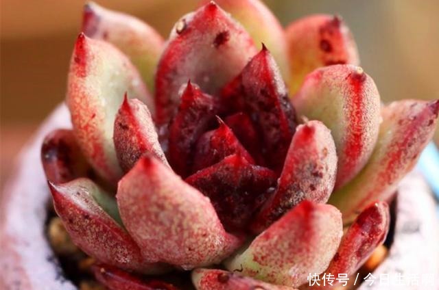 多肉长得快不快，土壤很关键，多肉分类配土的7种方法！