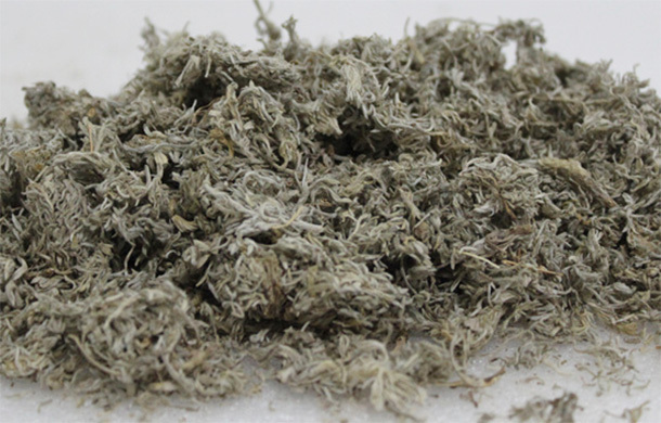 肝脏|春季“养肝第一草”,多吃可以降血脂,保肝利胆,防肝炎助长寿