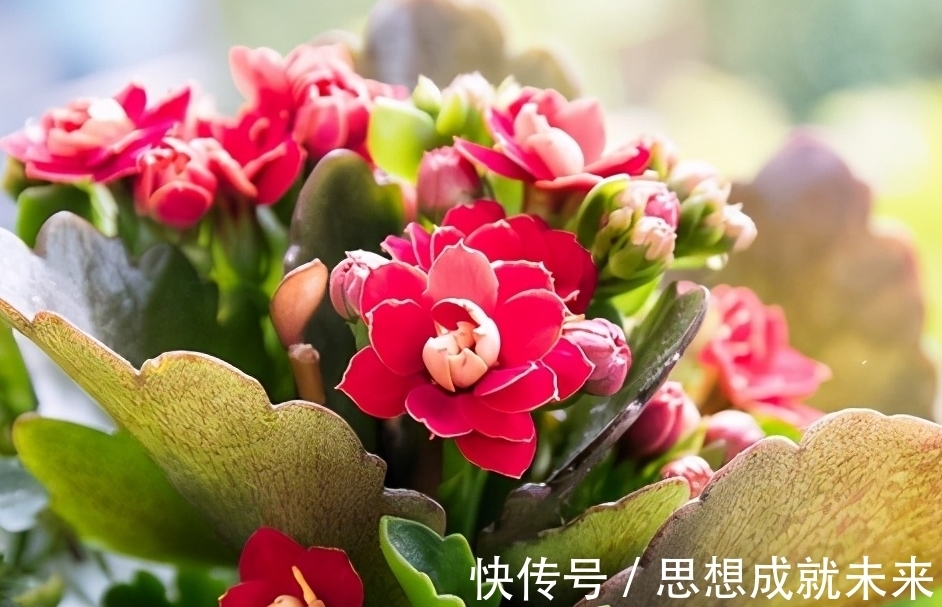 老一辈传下来的12月养花口诀,收藏了