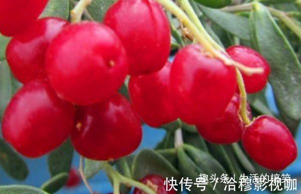 护肤|秋天到了,适合常吃4种食物,消除炎症,美容护肤,好处多多