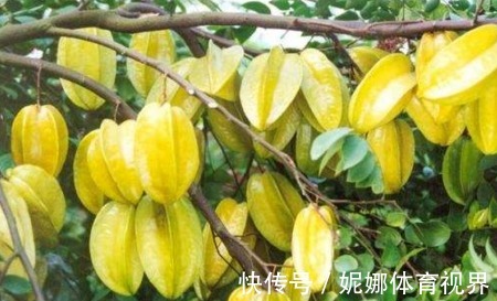 树势|杨桃保护肝脏、降低血糖,农民掌握种植要点,收获吃不完的杨桃