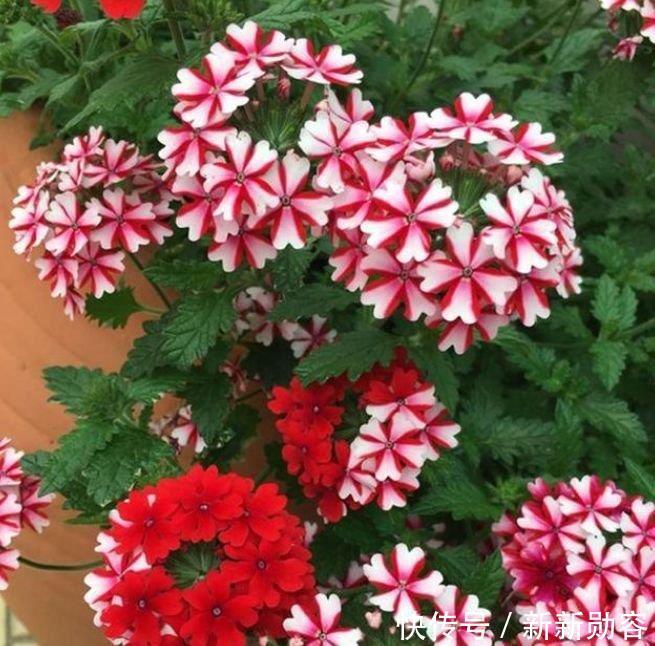 此款花卉便宜又好养,丢到阳台,开完一茬又一茬,轻松爆成大花球