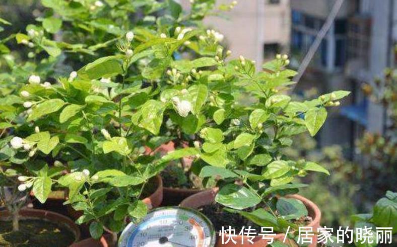 扦插|8月天气凉爽，5种花现在扦插正当时，生根快成活率高，适合新手
