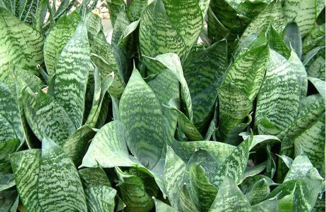 在家用这法养虎皮兰，简单一养就爆盆，还能净空气，值