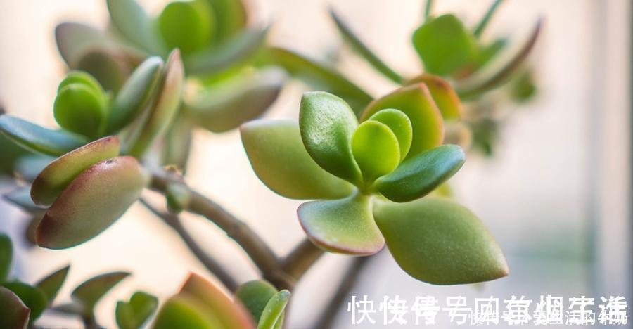 别信卧室养绿植除甲醛，还有这些花一定不要养，否则只有后悔