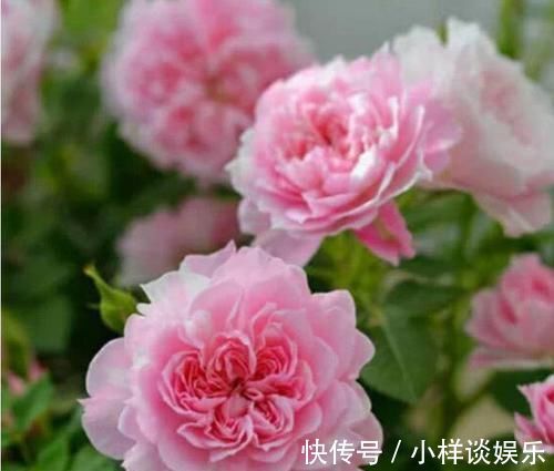 潮湿|3种花是花中劳模，一开就能爆盆一片花海，四季都能有花赏