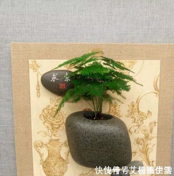 石头|大爷用石头来养花,越养越值钱,有人出1000块也不卖!