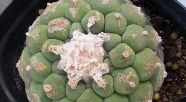 观赏价值|再美观也不能在家里养的3种花,不知你家有没有,尤其是第二种