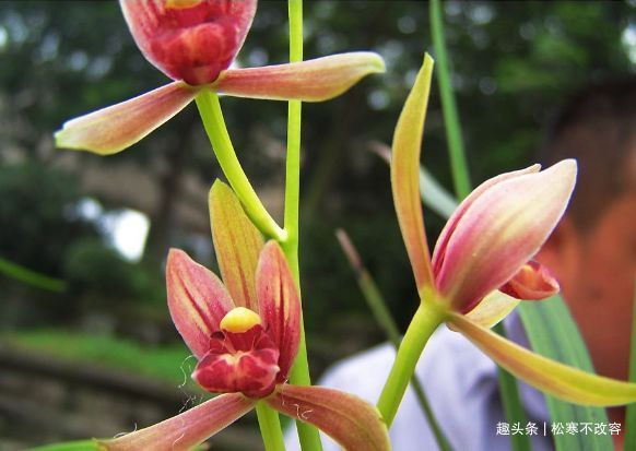 四季兰|比香水还香的几种花，放在家里养出“花海墙”，看上去超美观