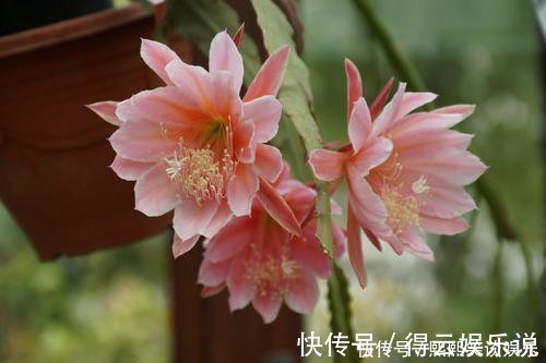 此款仙人掌,比绿萝好养,比荷花好看,简单易成活,花开硕大