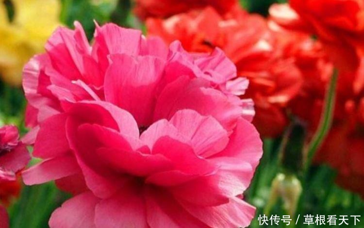 4种花适合夏天养,开花爆盆花期长,花色鲜艳,适合种在庭院观赏