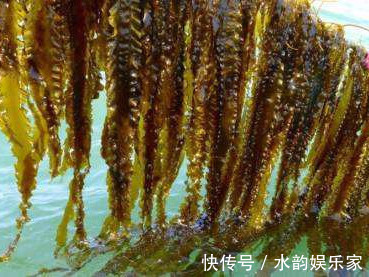 海带|高血压的“特效药”找到了,连吃2周,血压直降,比“降压药”强